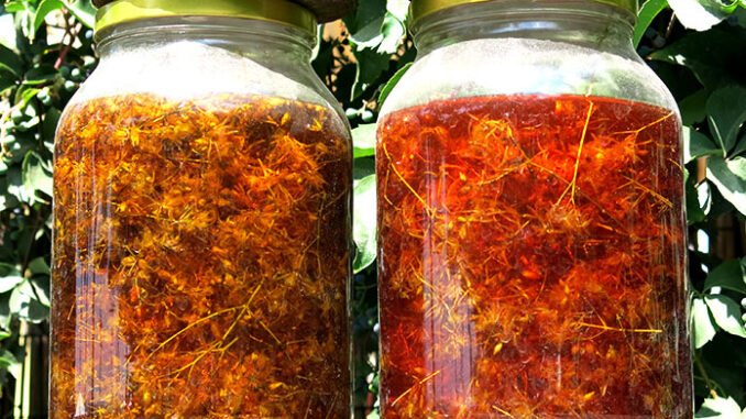 Hypericum_perforatum_oil_extraction_HC1