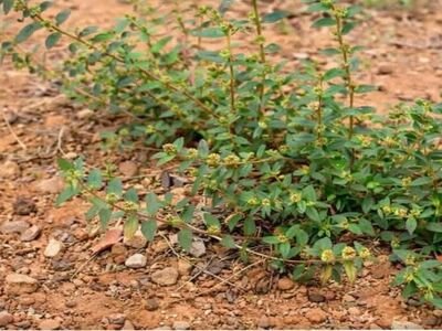 euphorbia-prostrata(1)
