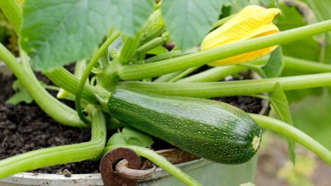 Courgette plant growing in a container. Pot grown Cucurbita pepo 'Defender' courgette ready for harvesting. UK